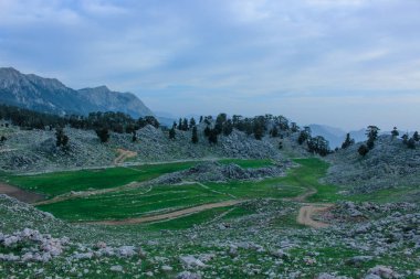 kayalık dağ manzarası, çam ormanları ve yeşil çayır. n. Likya yolu. Turkeyatural arka plan