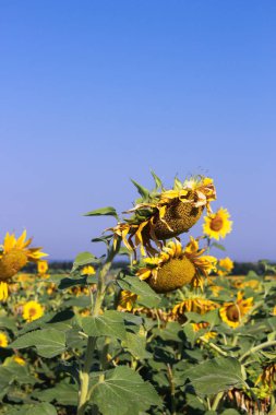 Sarı ayçiçeği tarlası