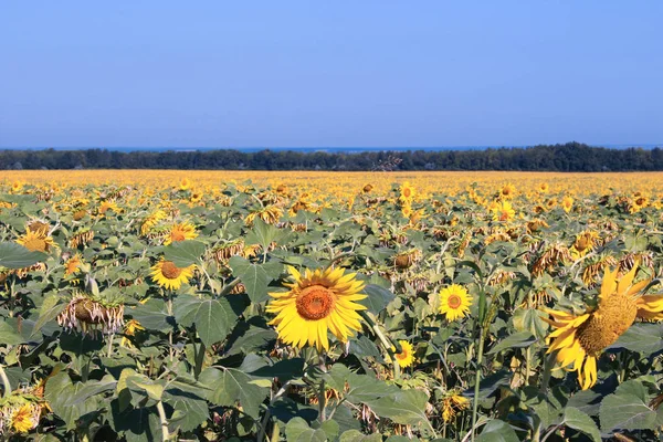Feld Gelber Sonnenblumen — Stockfoto
