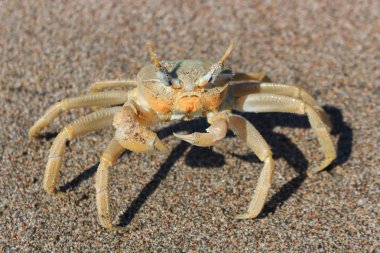 büyük gözlü yengeç kum üzerinde