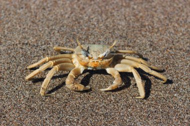 büyük gözlü yengeç kum üzerinde