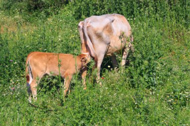 Kırmızı buzağı bir inek ile otlatma ve anne sütü içme