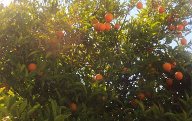 Turuncu meyve portakal ağacı