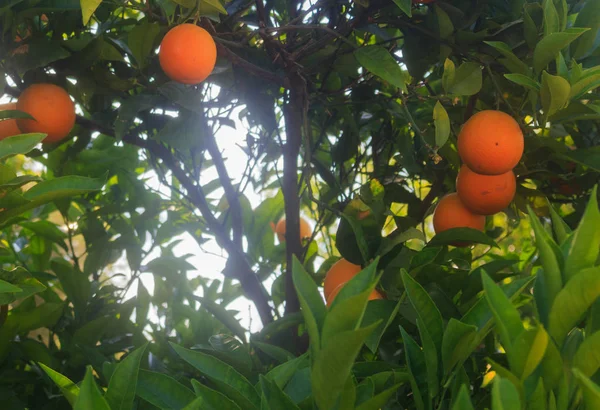 オレンジ色の果物のオレンジの木 — ストック写真