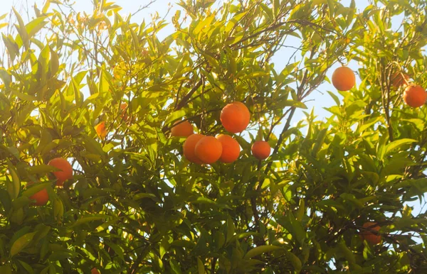 Laranjeira Com Fruta Laranja — Fotografia de Stock