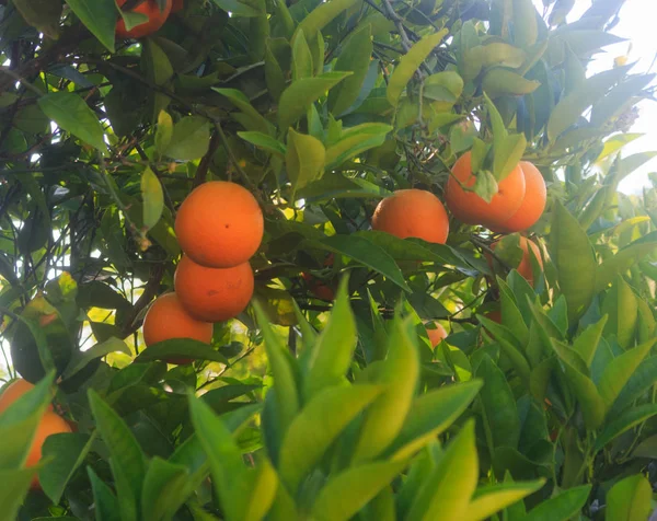 Orangenbaum Mit Orangenfrüchten Stockbild