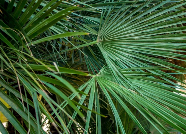 Natuurlijke Groene Achtergrond Getextureerde Palm Bladeren — Stockfoto