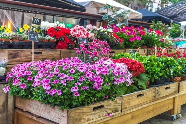 Flower stall. Selling of seedlings of flowers