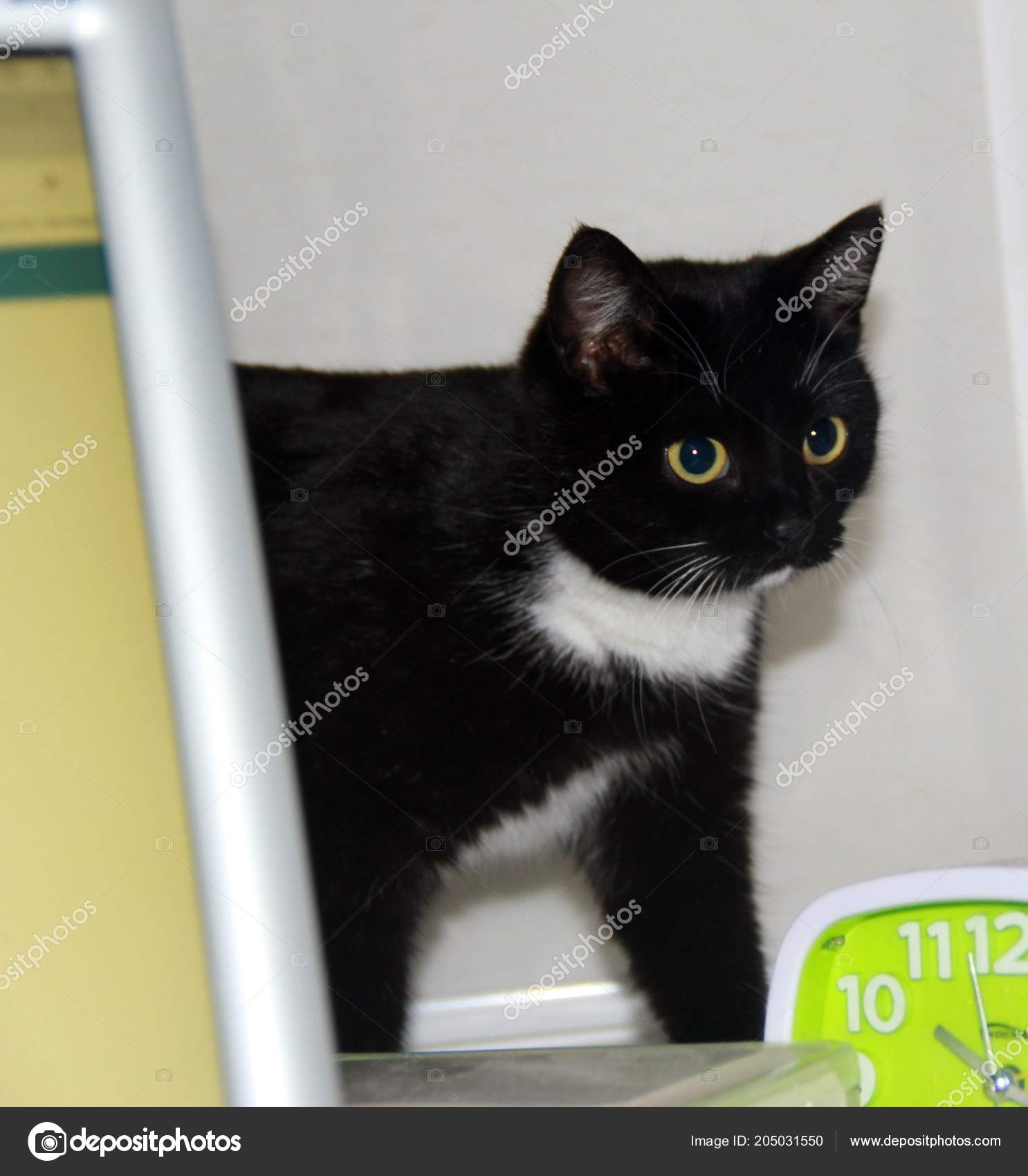 Beautiful Black Cat White Spots Pets World Animals Stock Photo