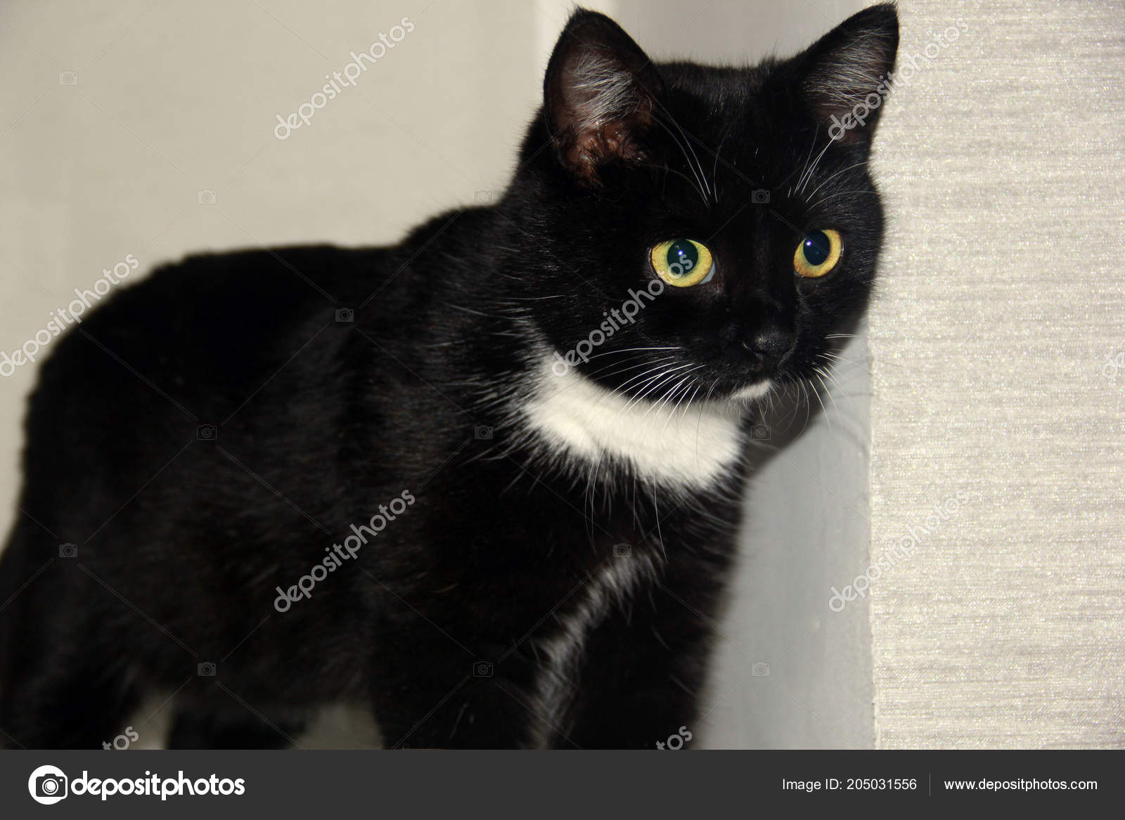 Beautiful Black Cat White Spots Pets World Animals Stock Photo