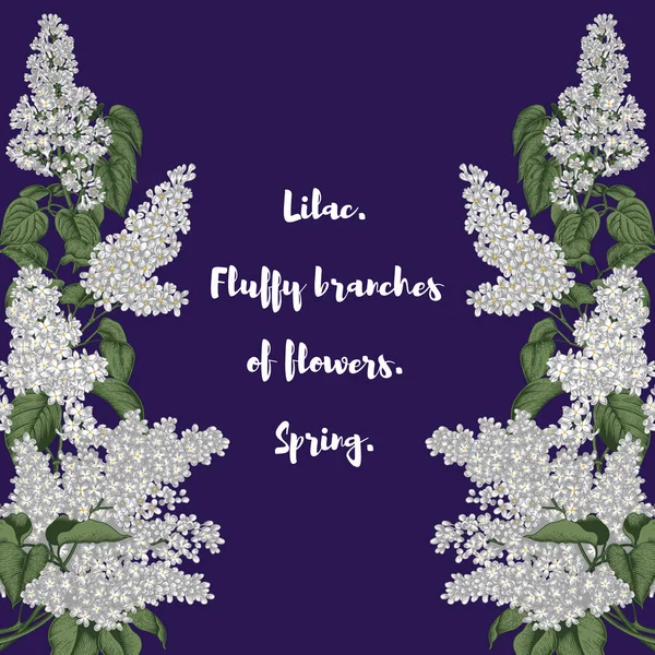 Lilac. Branches with flowers. Spring flowers. Plants in parks and gardens. Holiday card.