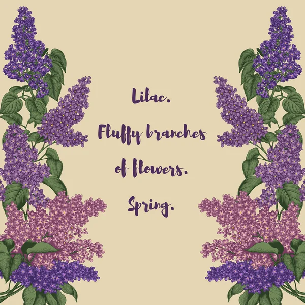 Lilac. Branches with flowers. Spring flowers. Plants in parks and gardens. Holiday card.