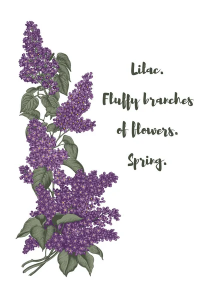 Lilac. Branches with flowers. Spring flowers. Plants in parks and gardens. Holiday card.