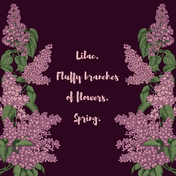 Lilac. Branches with flowers. Spring flowers. Plants in parks and gardens. Holiday card.