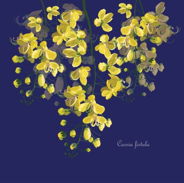 Tayland Cassia fistula çiçek sembolü
