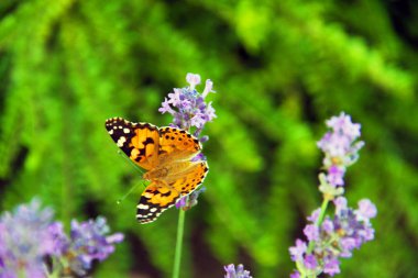 güzel kelebek parkta bir çiçek üzerinde oturur