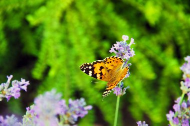 güzel kelebek parkta bir çiçek üzerinde oturur