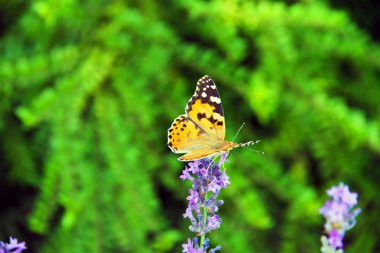 güzel kelebek parkta bir çiçek üzerinde oturur