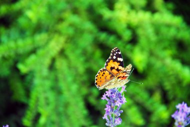 güzel kelebek parkta bir çiçek üzerinde oturur