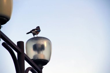 cam bir masa üzerinde bir tabak patlamış mısır karamel patlamış mısır yığını üst görünümü
