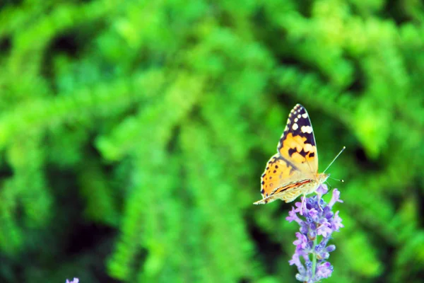 Bela Borboleta Senta Uma Flor Parque — Fotografia de Stock