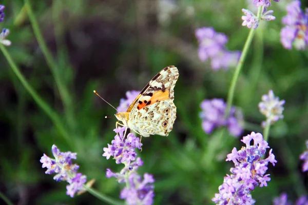 Красивий Метелик Сидить Квітці Парку — стокове фото