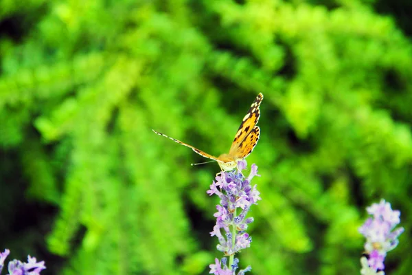 Beau Papillon Assis Sur Une Fleur Dans Parc — Photo