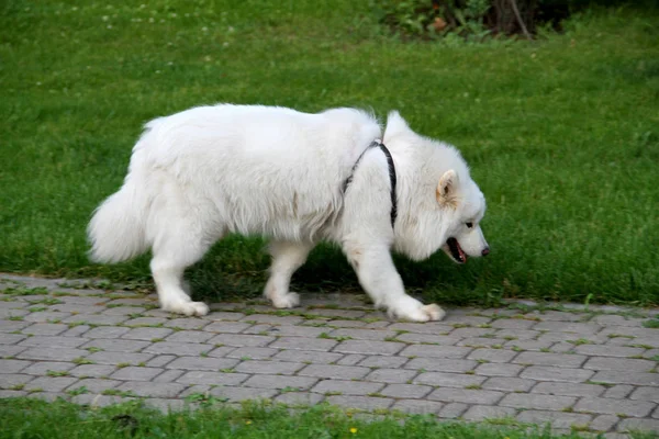 Μεγάλο Λευκό Σκυλί Περπατά Στο Πεζοδρόμιο Στο Πάρκο — Φωτογραφία Αρχείου