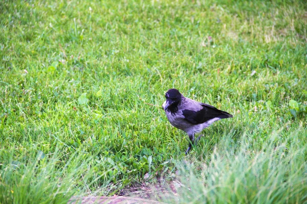 黒いカラスは公園の草の上に座っている — ストック写真