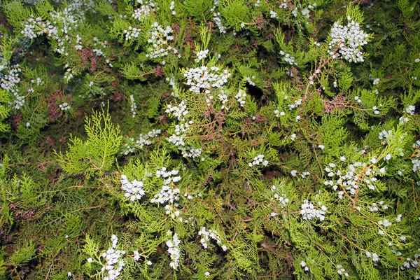 Feuillage Genévrier Printemps — Photo