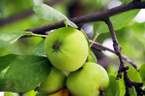 Tres Manzanas Verdes Maduras Cuelgan Una Rama Árbol — Foto de Stock