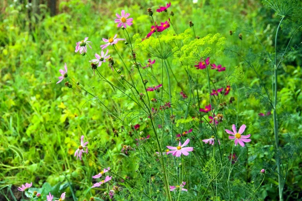 緑の葉のぼやけた背景を持つ芸術的なスタイルの花 — ストック写真