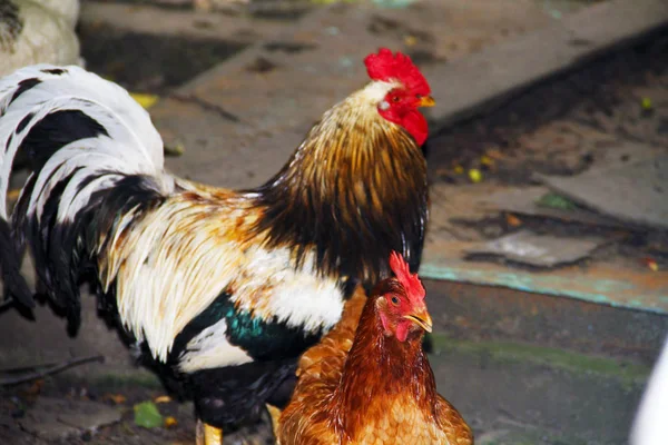 Ayam Jantan Dan Ayam Yang Cantik Halaman Desa — Stok Foto