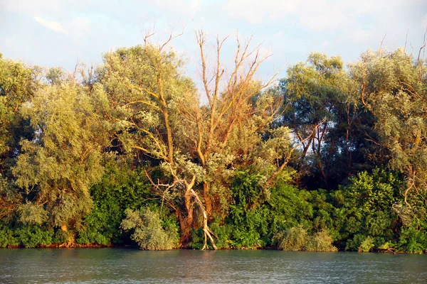 Vista Del Bosque Través Del Río —  Fotos de Stock