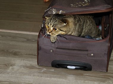 Üzgün kedi bavuldan çıkmaya çalışıyor.