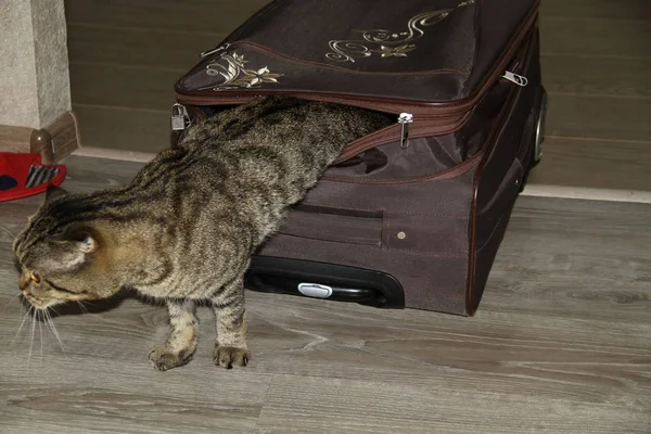 Сумний Кіт Намагається Вибратися Валізи — стокове фото