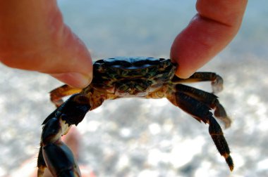 denizin arka planda elinde yengeç