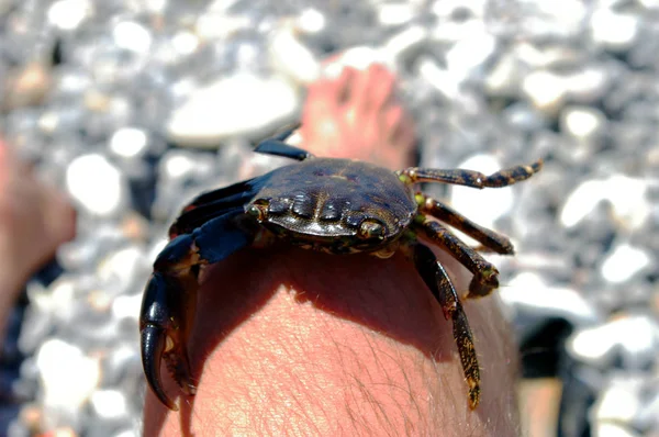 crab in hands on the background of the sea