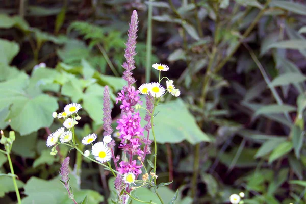 Summer flowers grow on the river bank