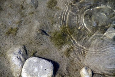 Nehir suyunda nehir taşları. Su altında çakıl. Yukarıdan görüntüle. Nehir geçmişi. Balık ile temiz nehir suyu