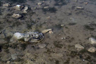 Nehir suyunda nehir taşları. Su altında çakıl. Yukarıdan görüntüle. Nehir geçmişi. Balık ile temiz nehir suyu