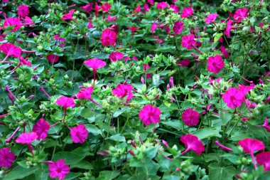 Yaz çiçekleri görünümü. Mirabilis aile Nyctaginaceae, dört saat veya şemsiye olarak bilinen bitkilerin bir cins.
