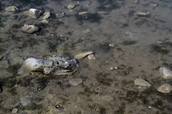 Nehir suyunda nehir taşları. Su altında çakıl. Yukarıdan görüntüle. Nehir geçmişi. Balık ile temiz nehir suyu