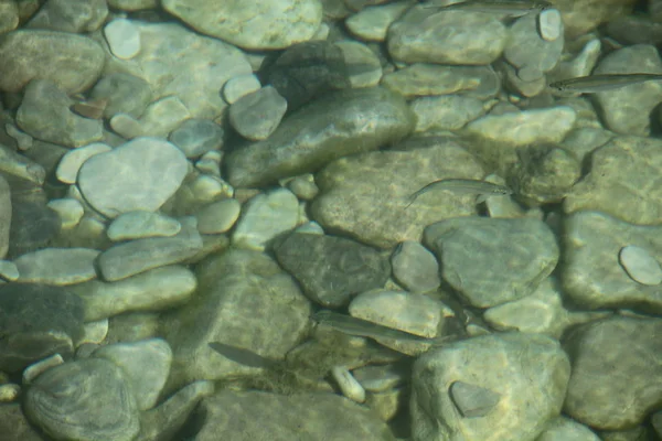 River stones in river water. Pebbles under water. View from above. River background. Clear river water with fish