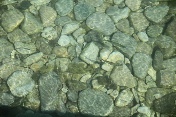 River stones in river water. Pebbles under water. View from above. River background. Clear river water with fish