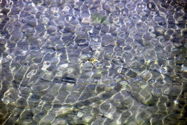 Річкові Камені Річковій Воді Камінці Під Водою Вид Зверху Річковий — стокове фото