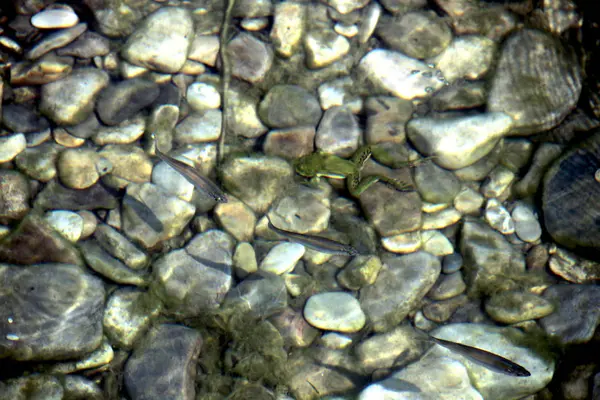 Річкові Камені Річковій Воді Камінці Під Водою Вид Зверху Річковий — стокове фото