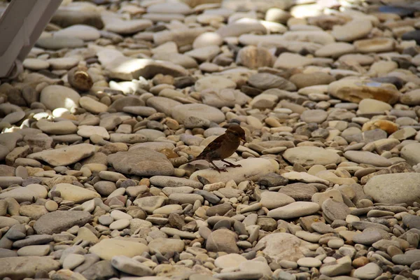 スズメはビーチの海の小石の上に座っている — ストック写真