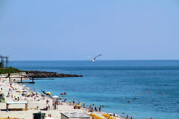 Gaivota Voadora Contra Mar Negro Praia — Fotografia de Stock