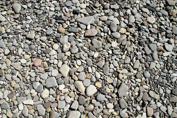 Gabbiano Volante Contro Mare Nero Spiaggia — Foto Stock